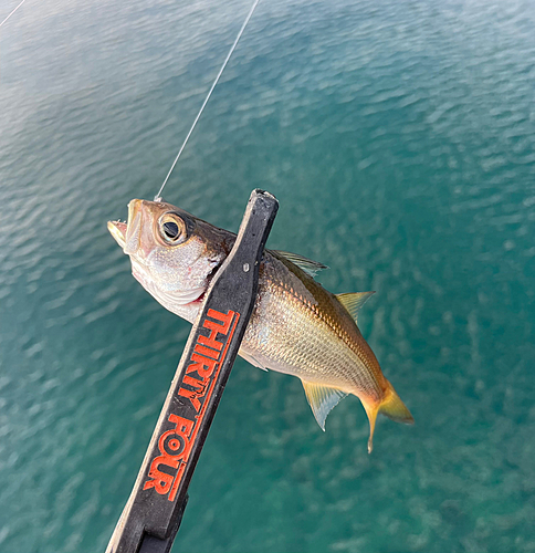 ムツの釣果