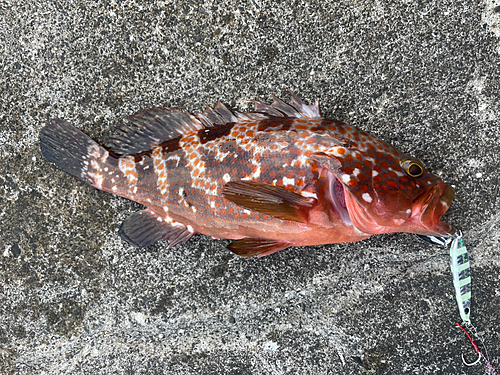 キジハタの釣果