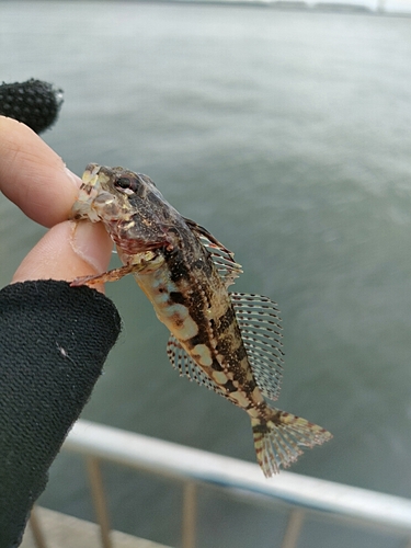 アサヒアナハゼの釣果