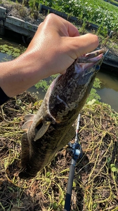 ライギョの釣果