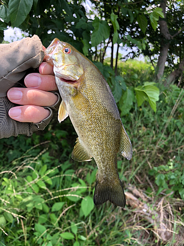 スモールマウスバスの釣果