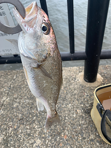 イシモチの釣果