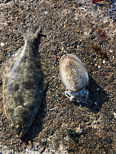 ヒラメの釣果