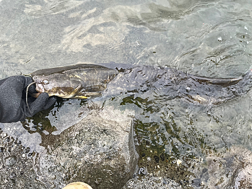 ナマズの釣果