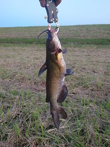 アメリカナマズの釣果