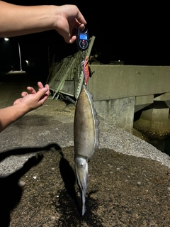 モンゴウイカの釣果