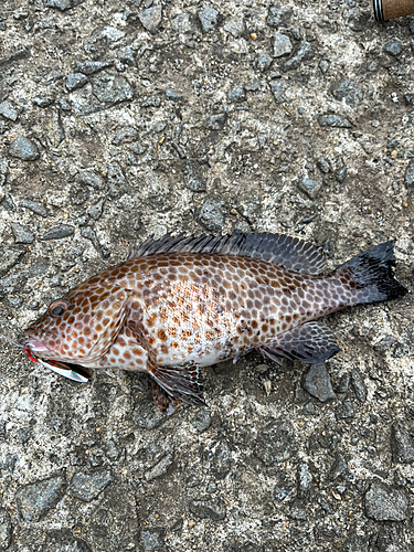 オオモンハタの釣果