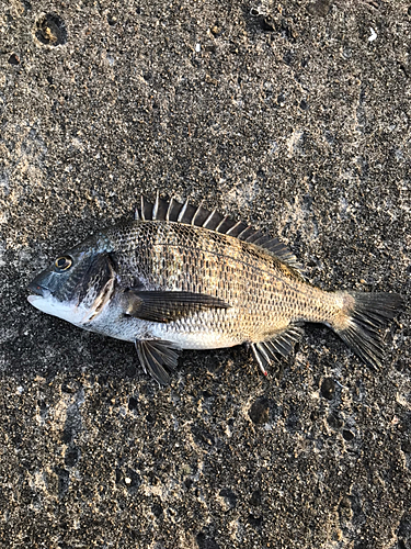 クロダイの釣果