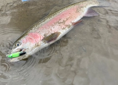 ニジマスの釣果