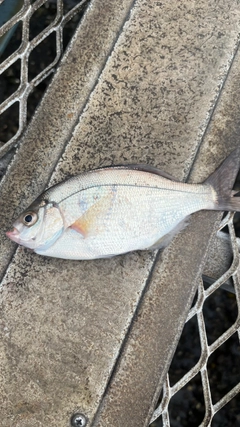 ウミタナゴの釣果