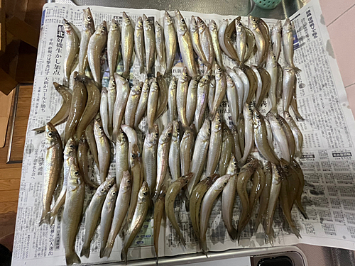 キスの釣果