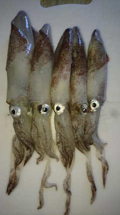 マメイカの釣果