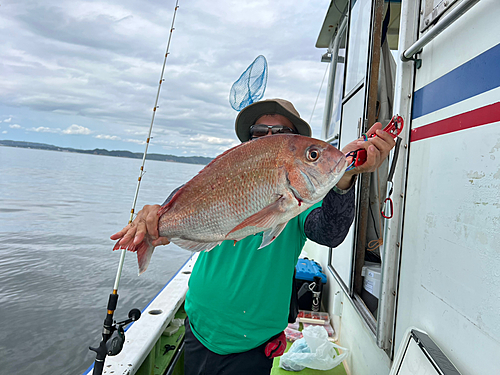 マダイの釣果