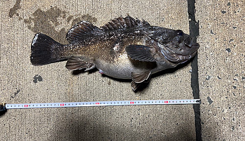 クロソイの釣果