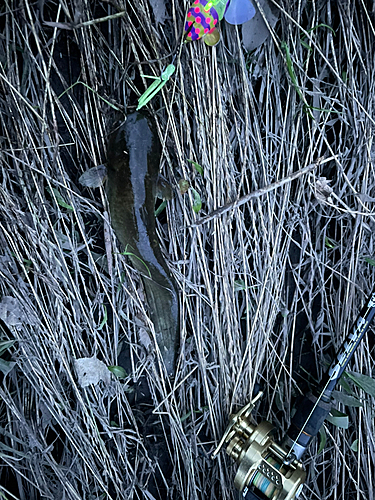 ナマズの釣果