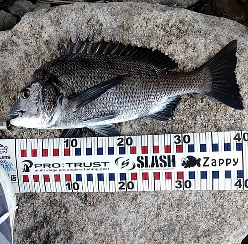 チヌの釣果