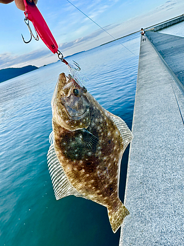 ヒラメの釣果