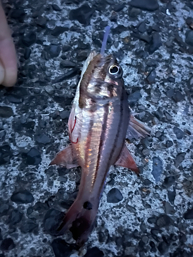 ヨコスジイシモチの釣果