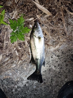 シーバスの釣果