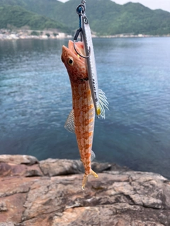 アカエソの釣果