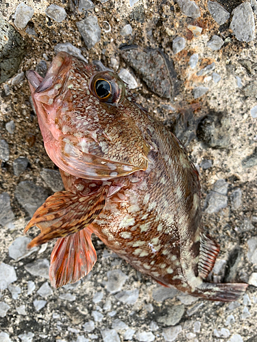 アラカブの釣果