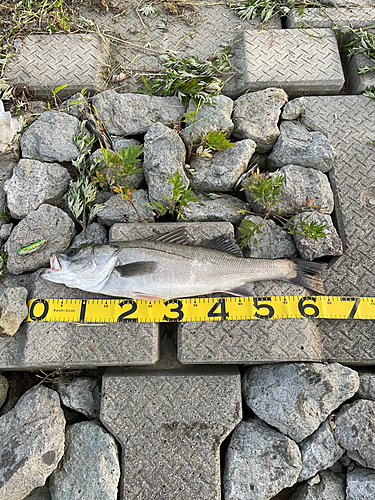 シーバスの釣果