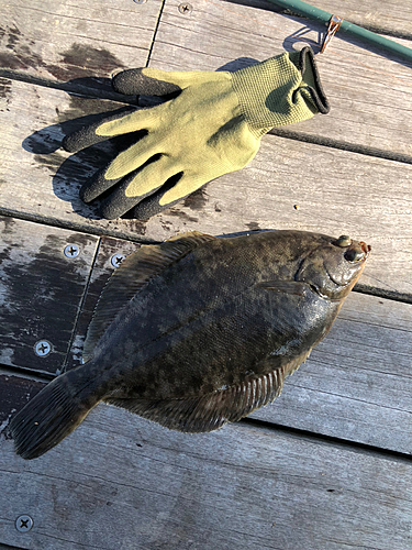 カレイの釣果