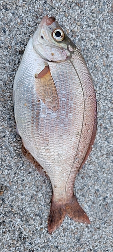 ウミタナゴの釣果