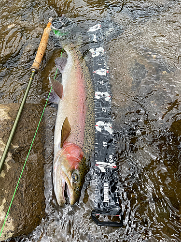 ニジマスの釣果