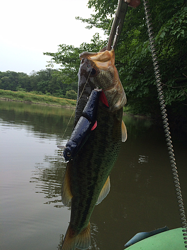 ブラックバスの釣果