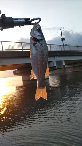 セイゴ（ヒラスズキ）の釣果