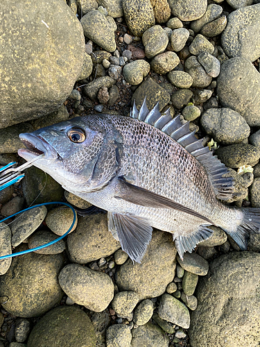 魚紳会 さんの 2023年06月29日のカツオの釣り・釣果情報(橘湾