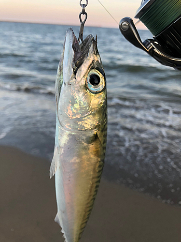 サバの釣果