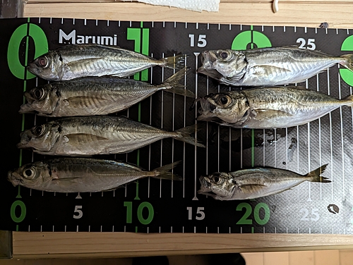 アジの釣果