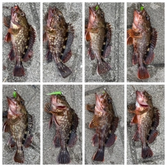 ガシラの釣果