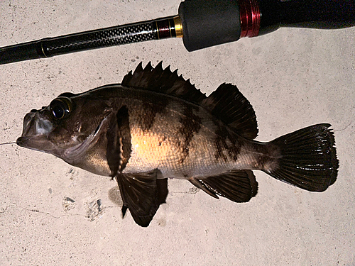 アカメバルの釣果