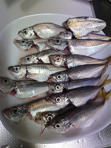 アジの釣果