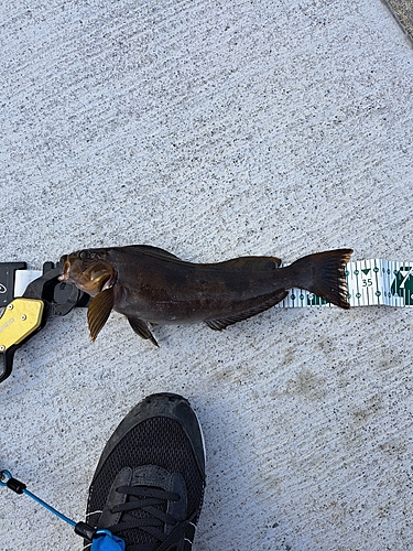 アイナメの釣果