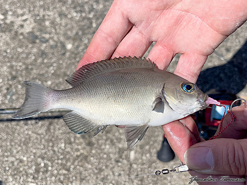 グレの釣果