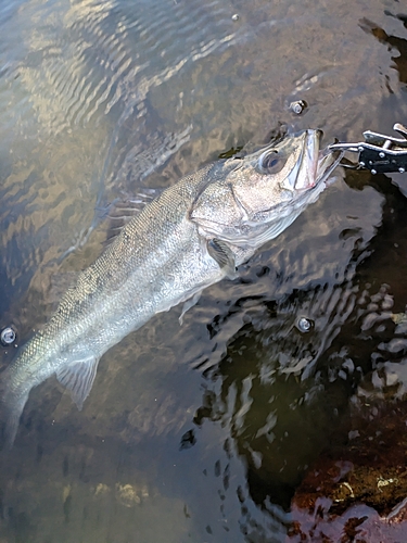 スズキの釣果