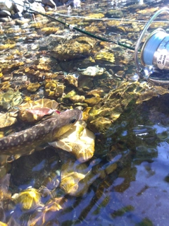 イワナの釣果