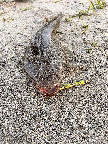 マゴチの釣果