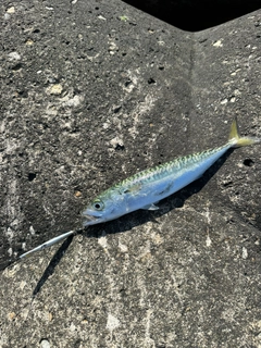 サバの釣果