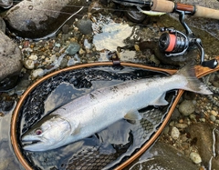 サクラマスの釣果