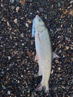 ウグイの釣果