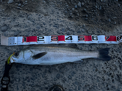 シーバスの釣果