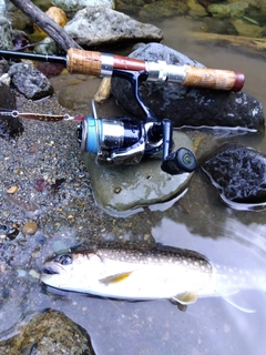 イワナの釣果