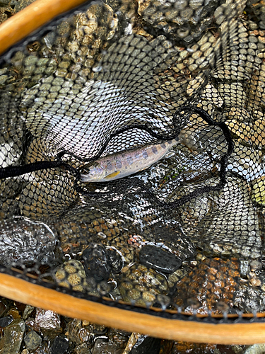 ヤマメの釣果