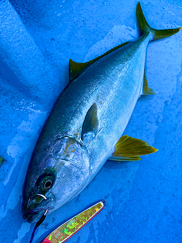 ヒラマサの釣果