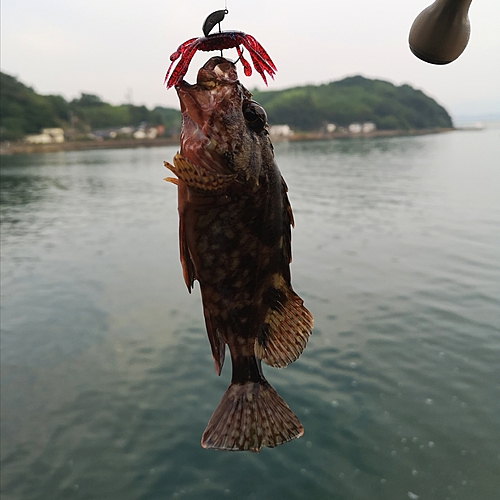 カサゴの釣果